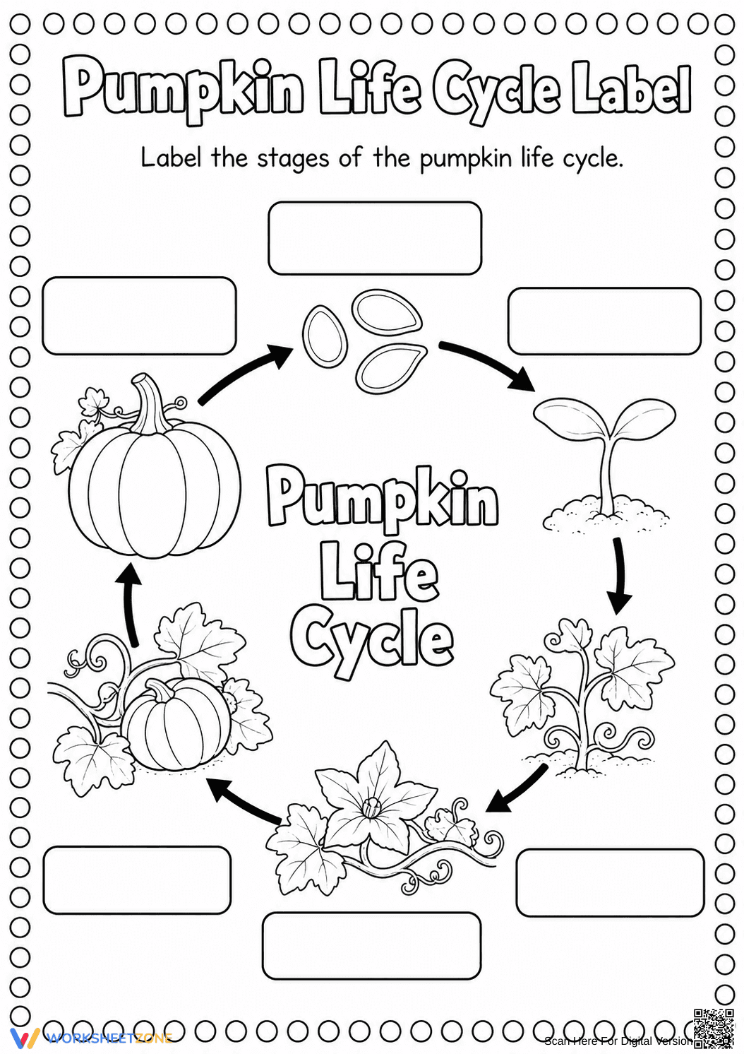 Essential Pumpkin Life Cycle Worksheet | Grade 3 Science - Page 1