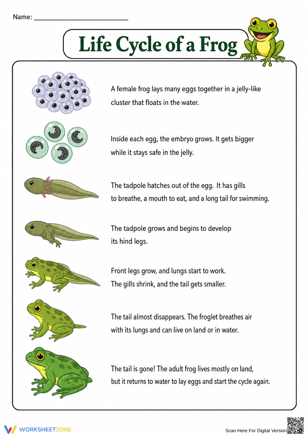 Printable Frog Life Cycle Chart | Grade 3 Science - Page 1