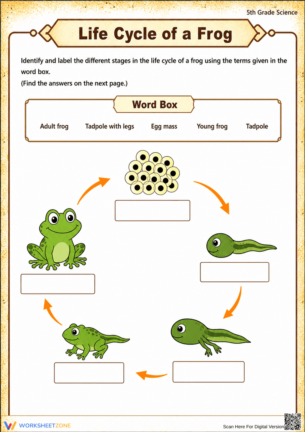 Printable Frog Life Cycle Worksheet | Grade 5 Science - Page 1