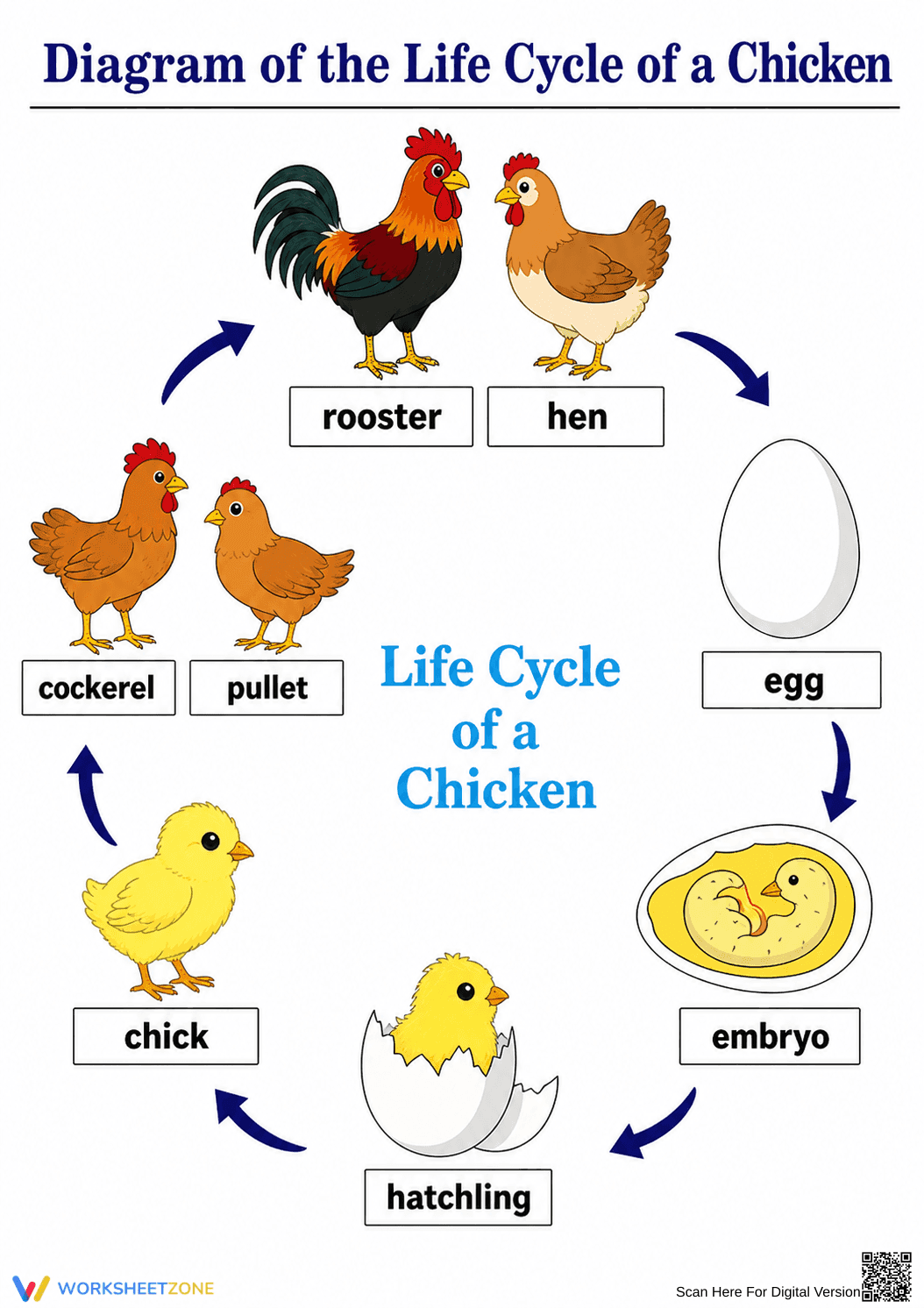 Essential Chicken Life Cycle Diagram | Grade 3 Science - Page 1