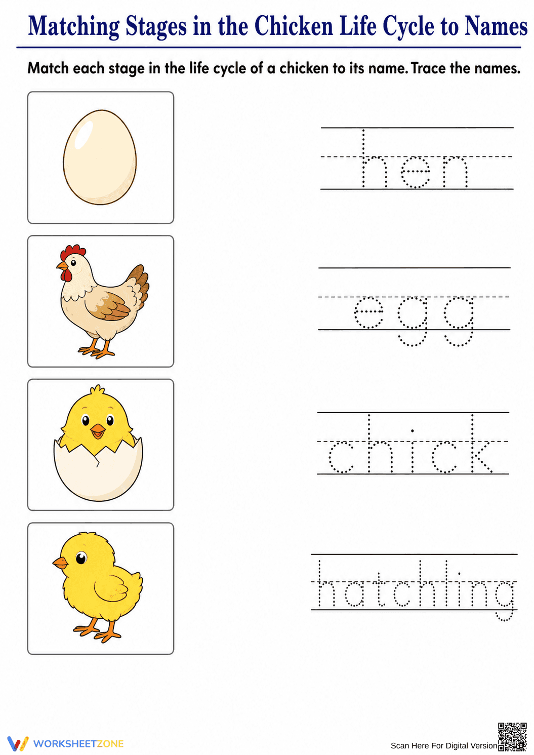Printable Chicken Life Cycle Worksheet | Grade 2-3 - Page 1