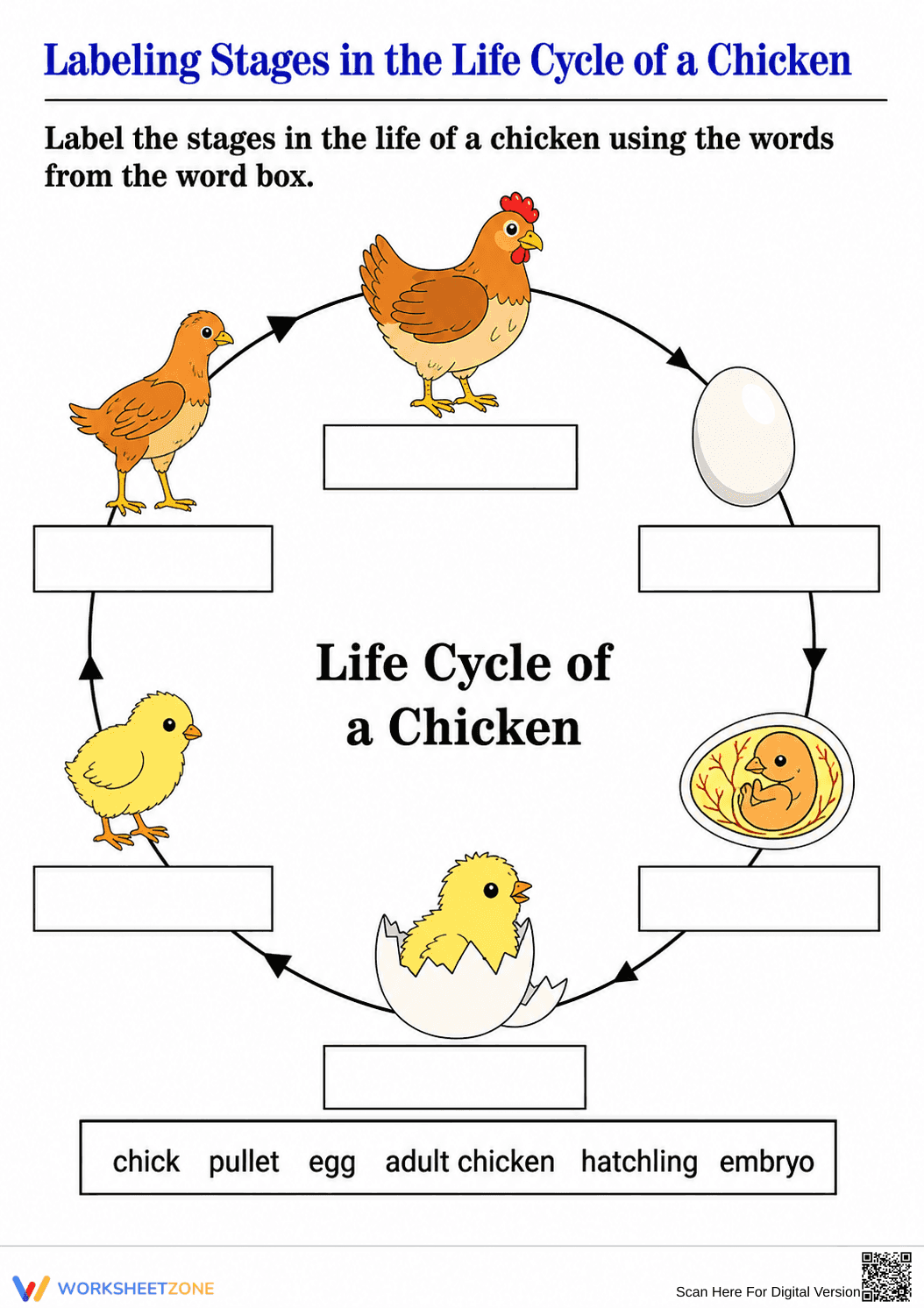 Chicken Life Cycle Worksheet | Grade 3 Printable - Page 1