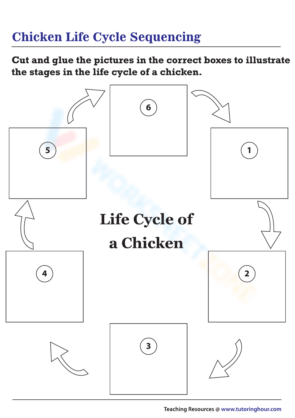 Sequence the Chicken Life Cycle Worksheet - Page 1