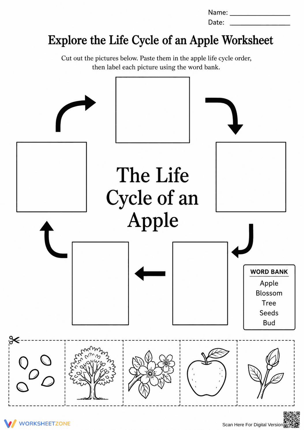 Printable Apple Life Cycle Worksheet | Grade 3 Science - Page 1