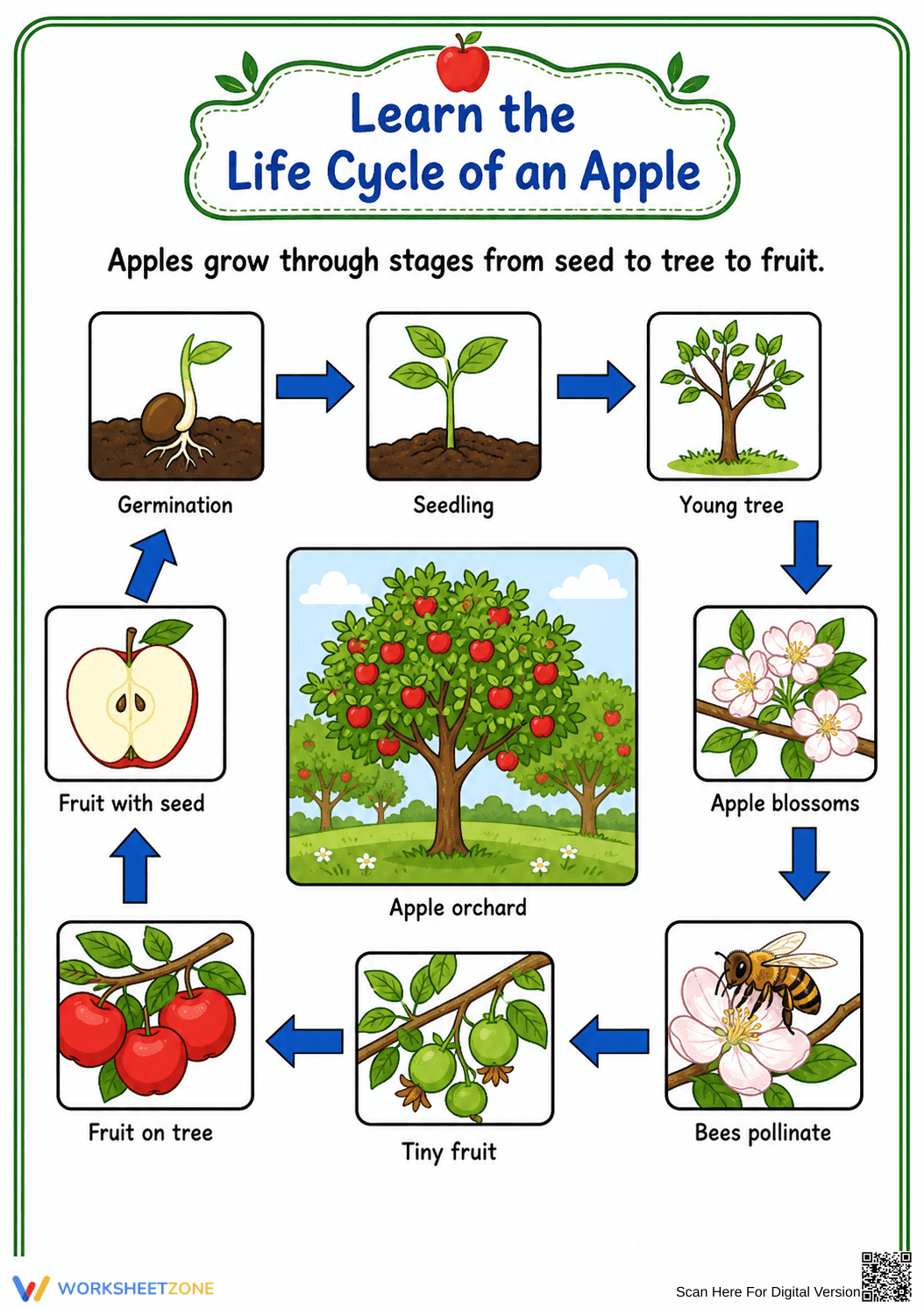 Printable Apple Life Cycle Worksheet | Grade 3 Science - Page 1