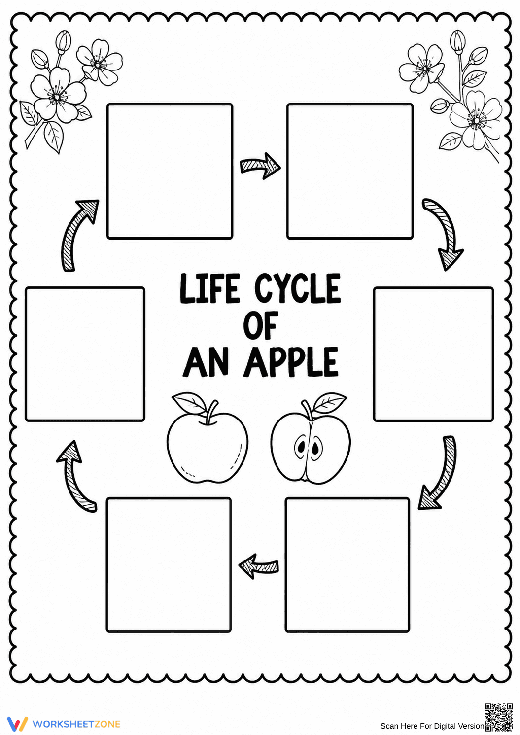 Grade 3 Apple Life Cycle — Printable No-Prep Worksheet - Page 1