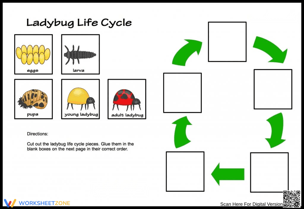 Ladybug Life Cycle Stages Worksheet - Page 1