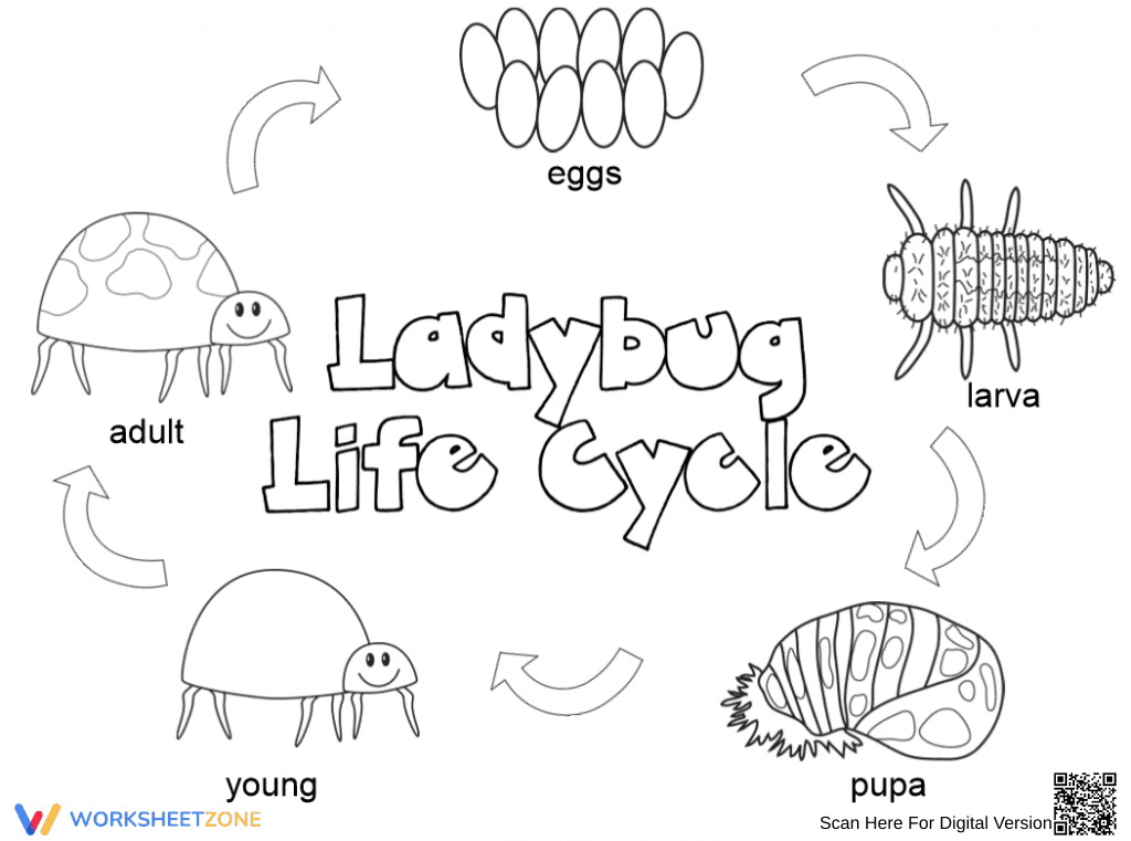 Ladybug Life Cycle Exploration Worksheet - Page 1