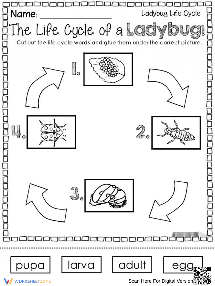 The Life Cycle of a Ladybug Worksheet - Page 1