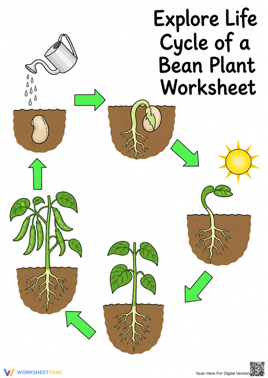 Grade 3 Bean Plant Life Cycle — Printable No-Prep Worksheet - Page 1