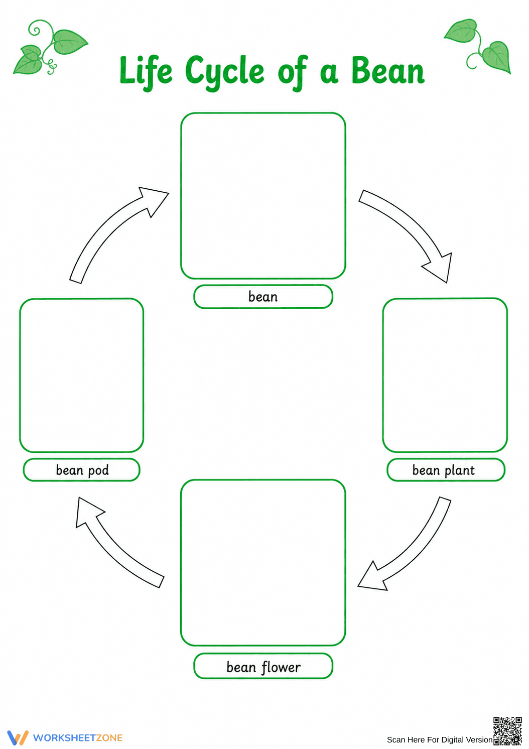 Life Cycle of a Bean Worksheet (3 Levels) | Grade 3 Ready - Page 1