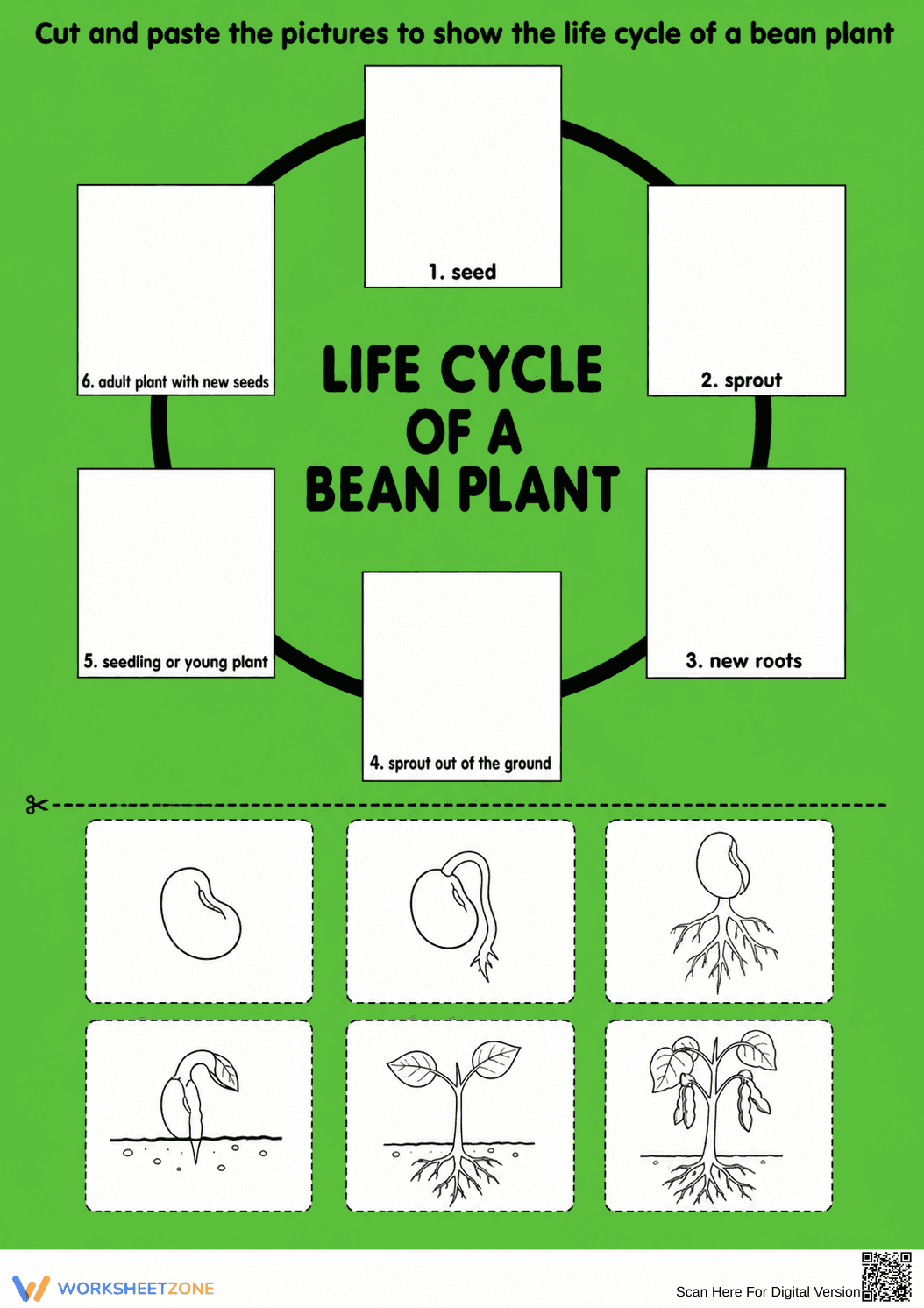 Printable Bean Plant Life Cycle Worksheet | Grade 3 - Page 1
