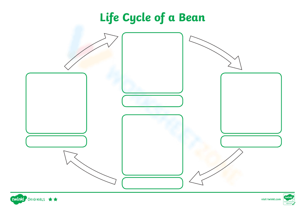 The Life Cycle of a Bean: A Worksheet - Page 1