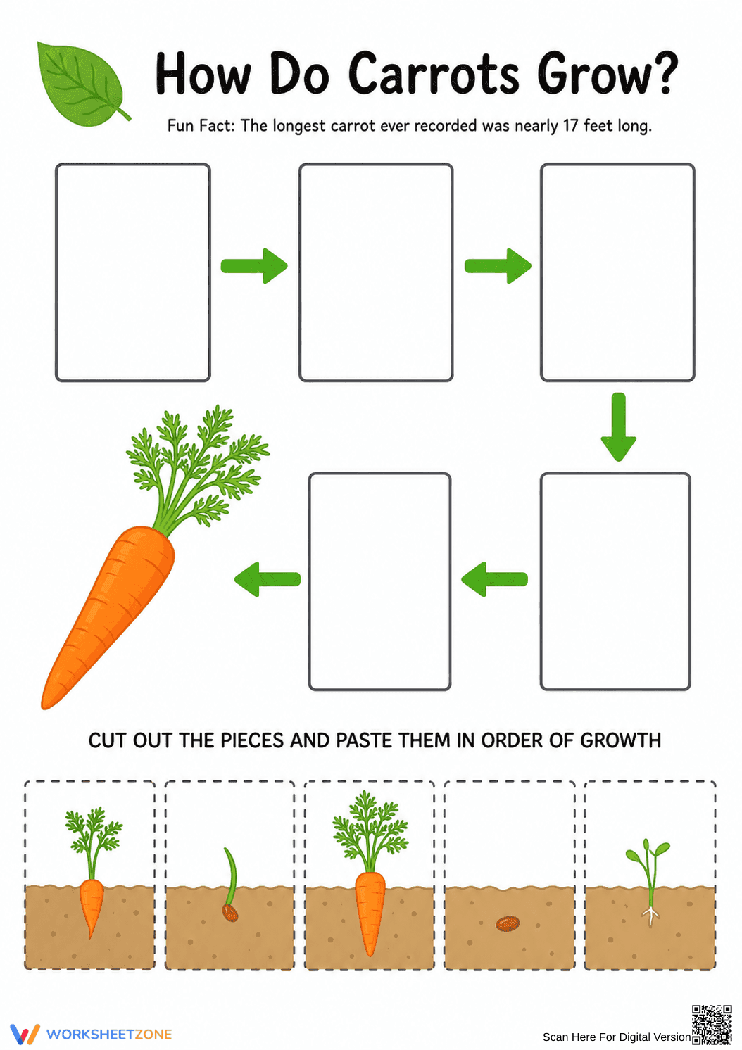 Carrot Life Cycle Printable Worksheet | Grade 3 Science - Page 1