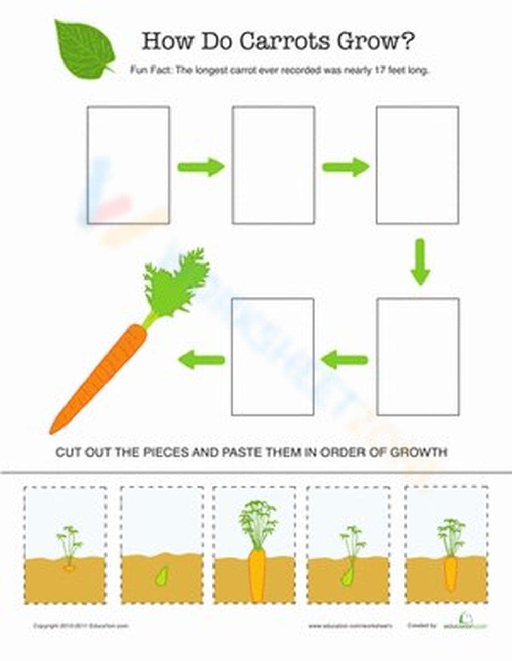 How Do Carrots Grow? - Worksheet - Page 1