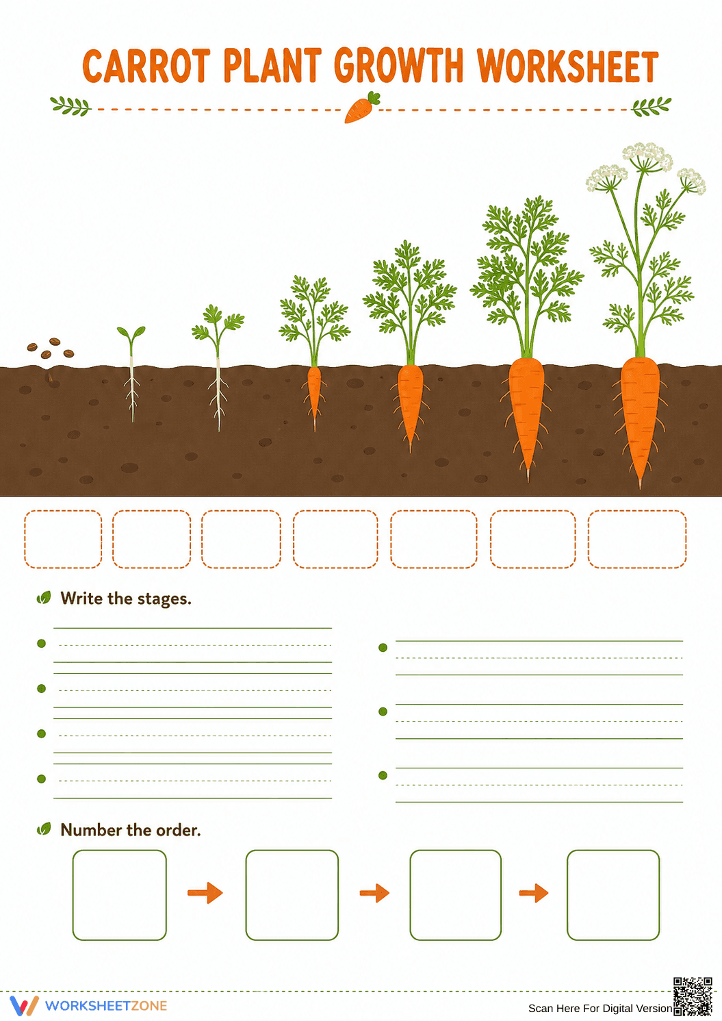 Carrot Life Cycle Worksheet | Printable Grade 3 Science - Page 1