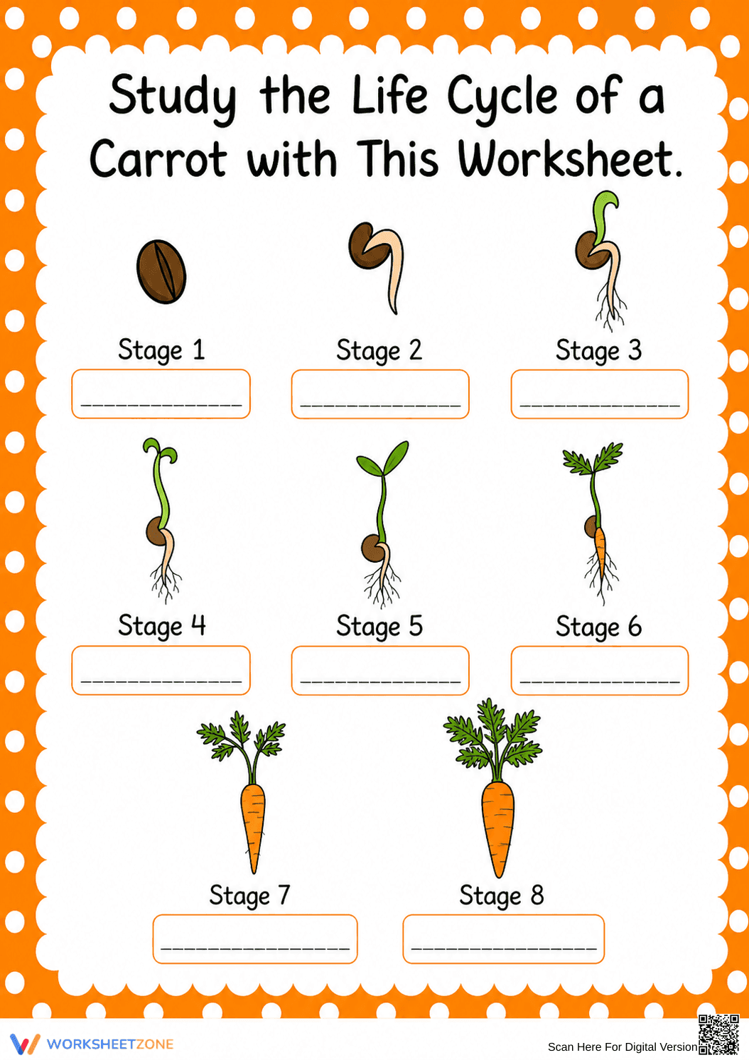 Carrot Life Cycle Worksheet | Essential Grade 3 Science - Page 1