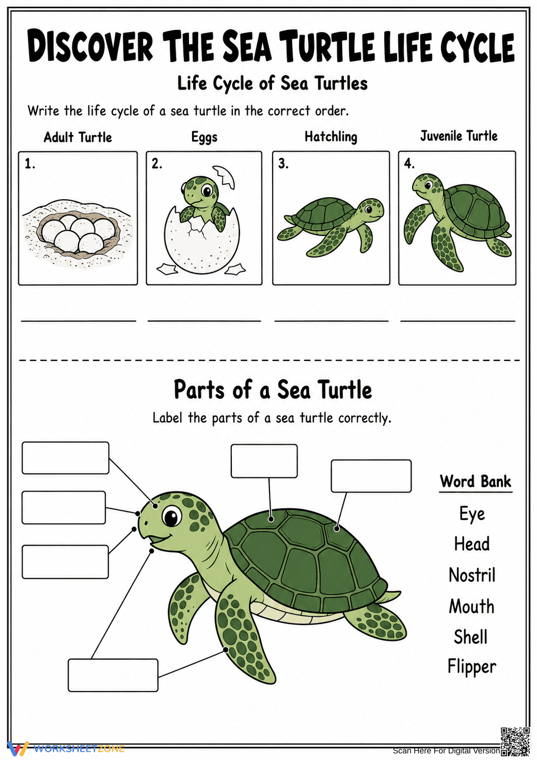 Sea Turtle Life Cycle Printable Worksheet | Grade 3 - Page 1