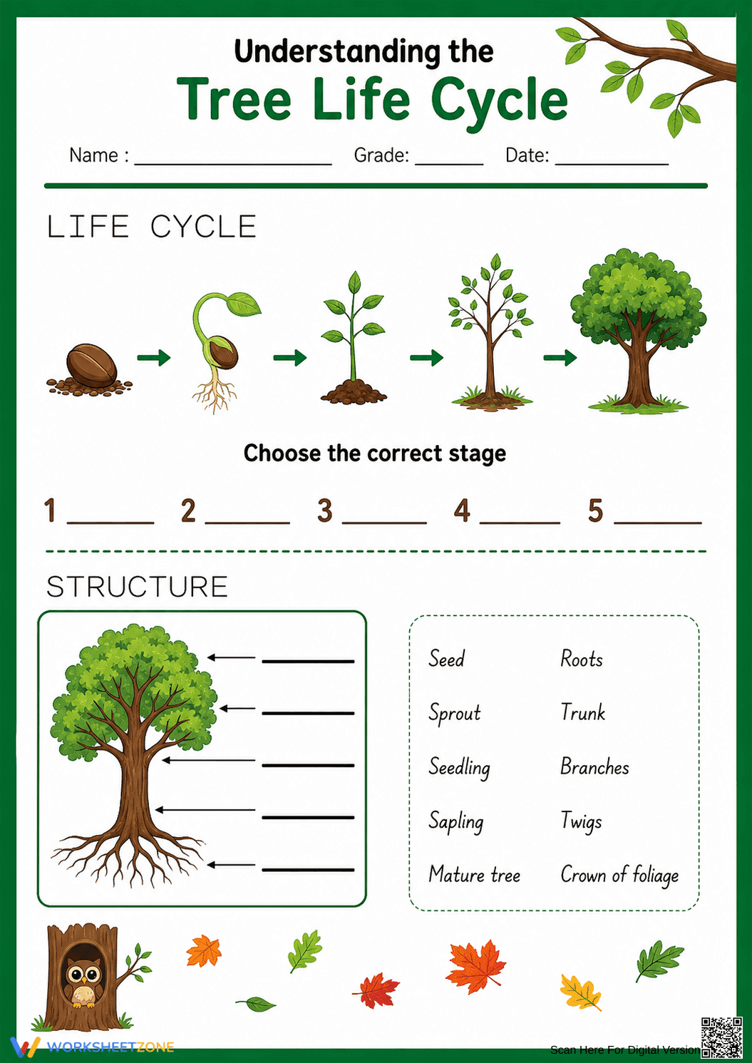 Grade 3 Tree Life Cycle — Printable No-Prep Worksheet - Page 1