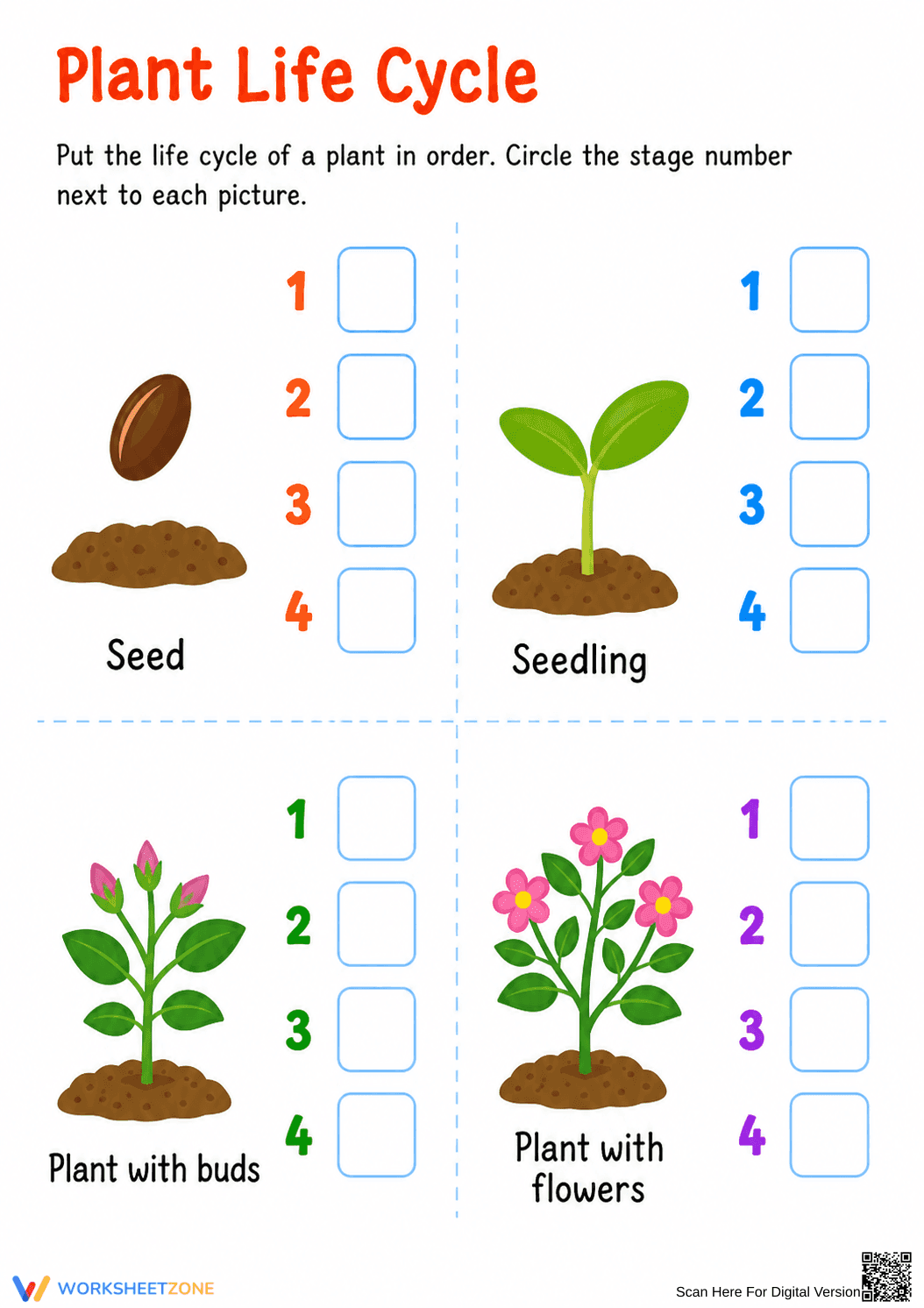 Grade 3 Plant Life Cycle — Printable Science Worksheet - Page 1