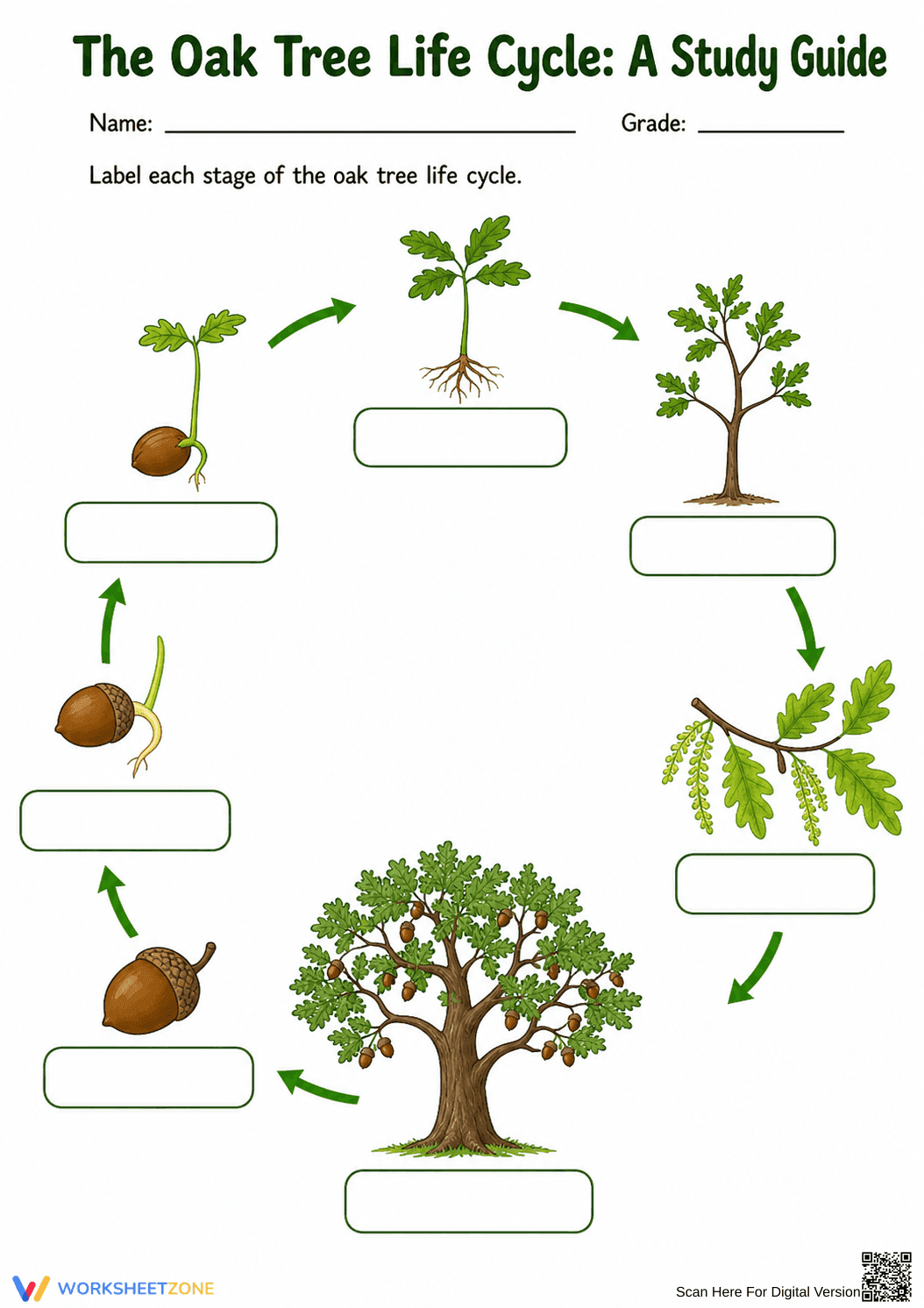 Oak Tree Life Cycle Worksheet | Grade 2-5 Essential - Page 1
