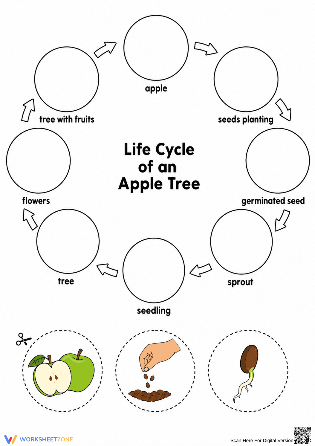Printable Apple Tree Life Cycle Worksheet | Grade 3 - Page 1