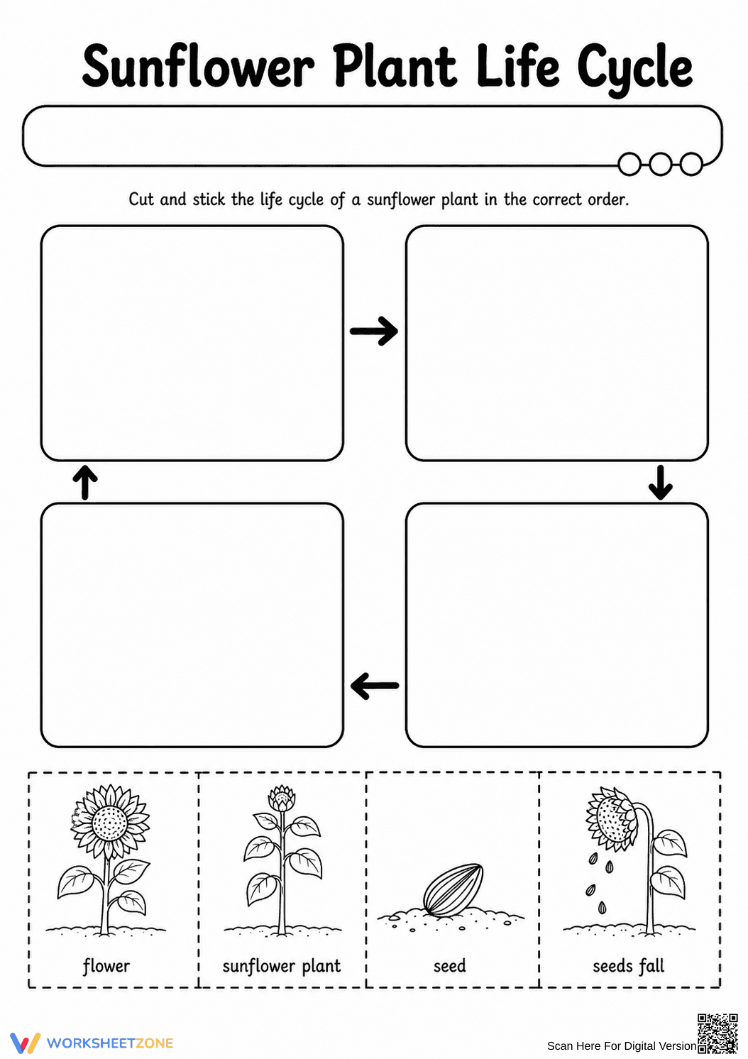 Sunflower Life Cycle Worksheet (3 Levels) | Grade 3 Ready - Page 1