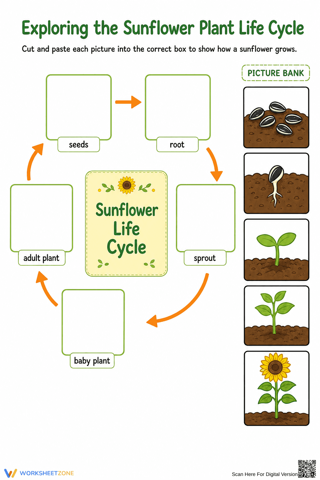 Sunflower Life Cycle Worksheet | Grade 3 Essential - Page 1