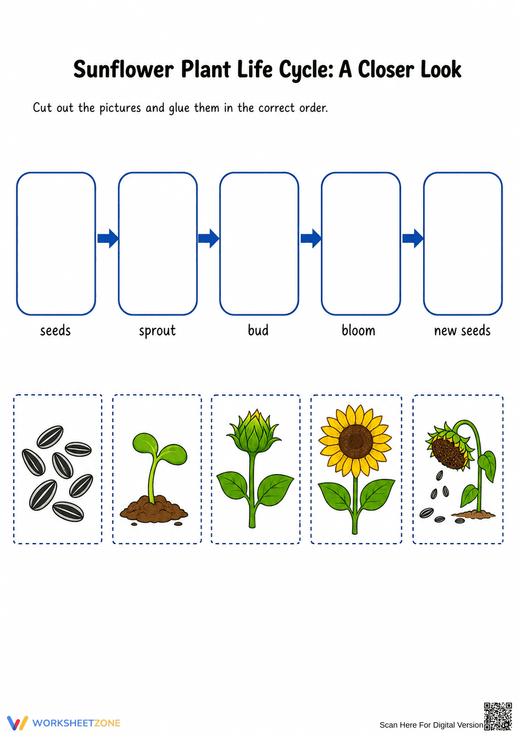 Grade 3 Sunflower Life Cycle — Printable No-Prep Worksheet - Page 1