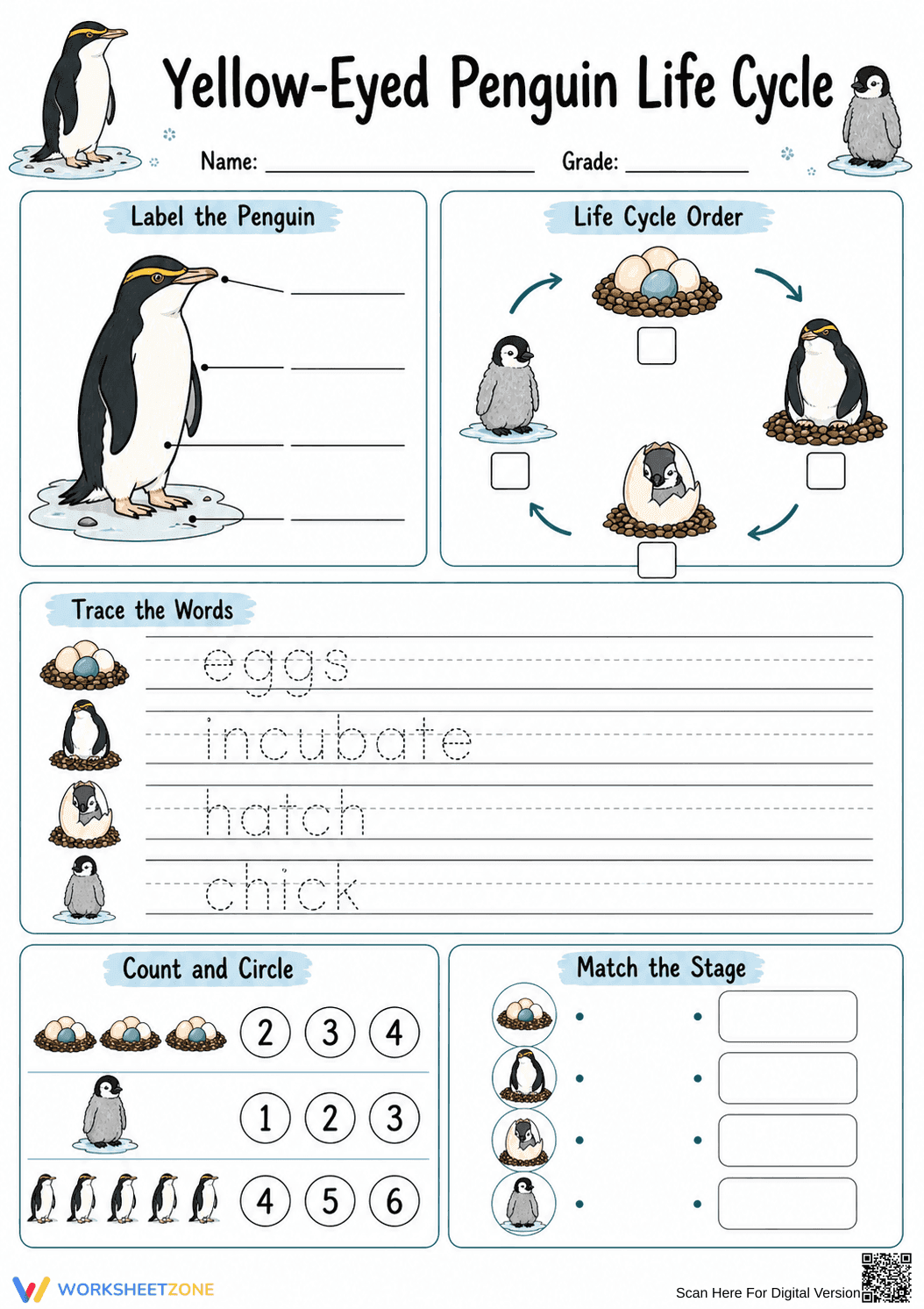 Yellow-Eyed Penguin Life Cycle Printable | Grade 3 Science - Page 1