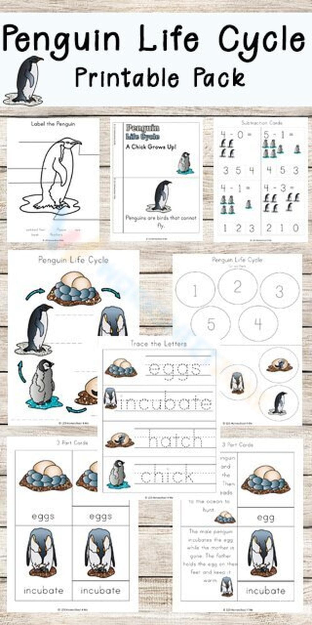 Yellow-Eyed Penguin Life Cycle - Page 1