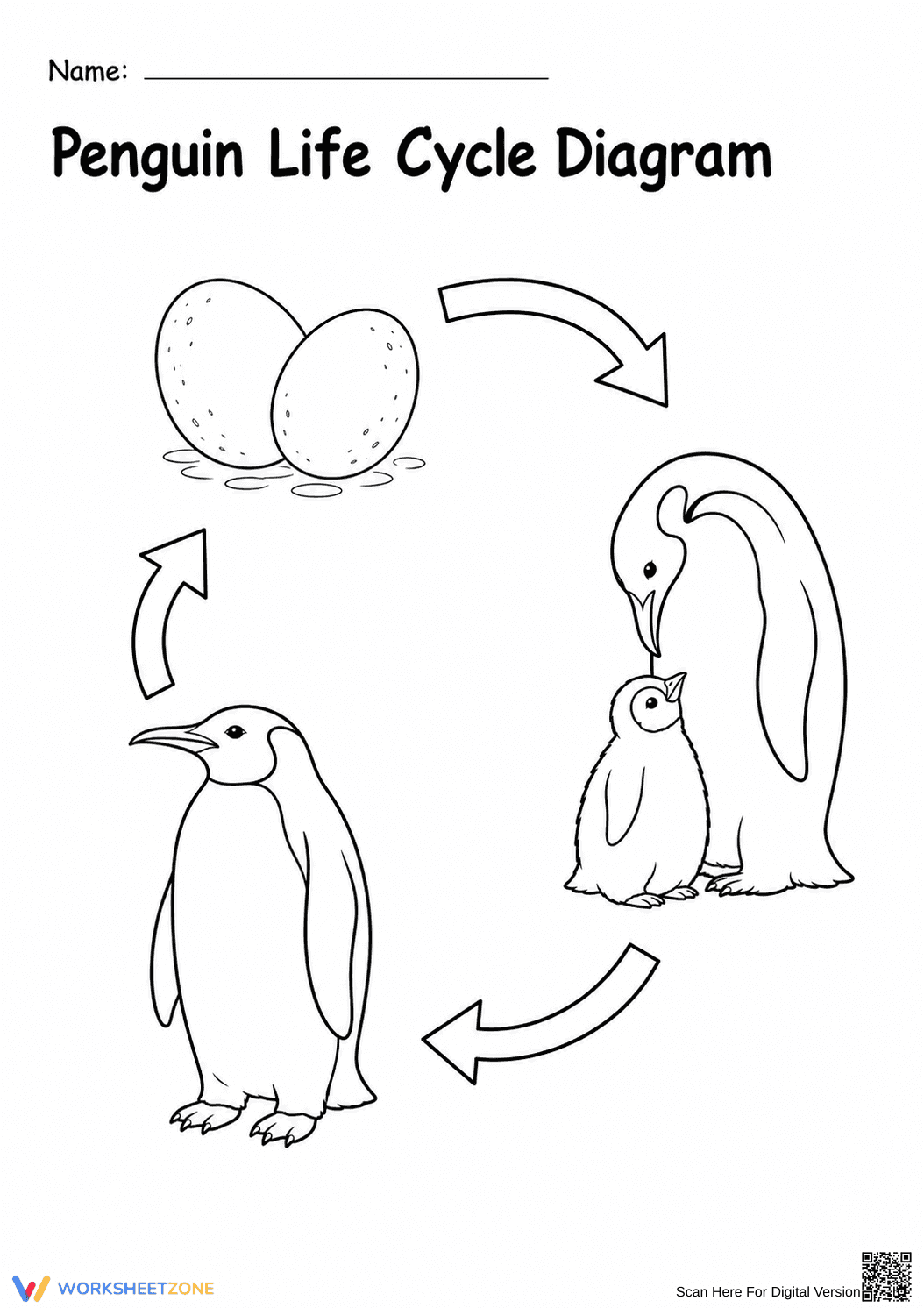 Penguin Life Cycle Diagram | Essential Grade 3 Science - Page 1