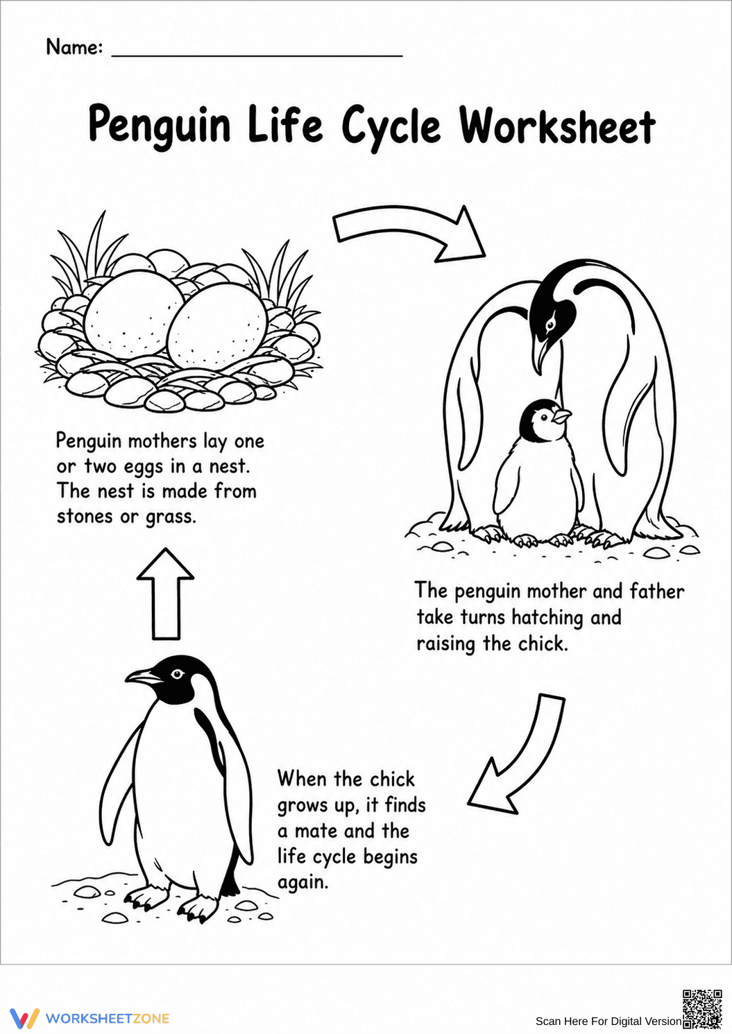 Penguin Life Cycle Printable Worksheet | Grade 3-4 - Page 1