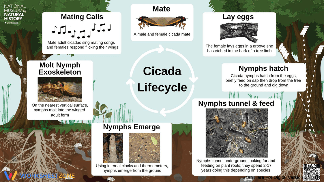 Cicada Life Cycle: An Overview - Page 1