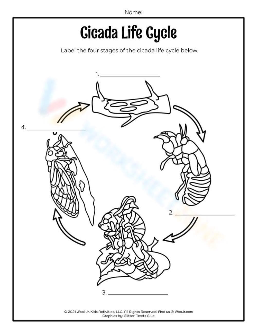 Explore the Cicada Life Cycle Stages - Page 1