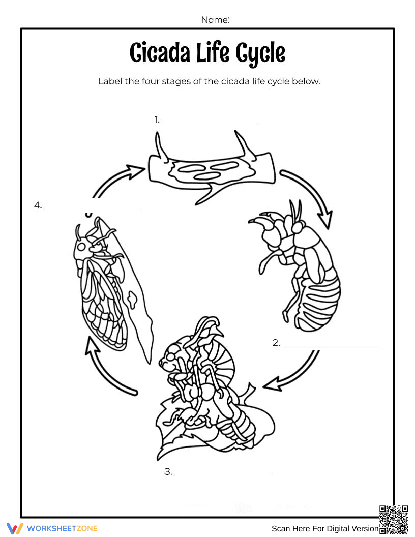 Explore the Cicada Life Cycle Stages - Page 1