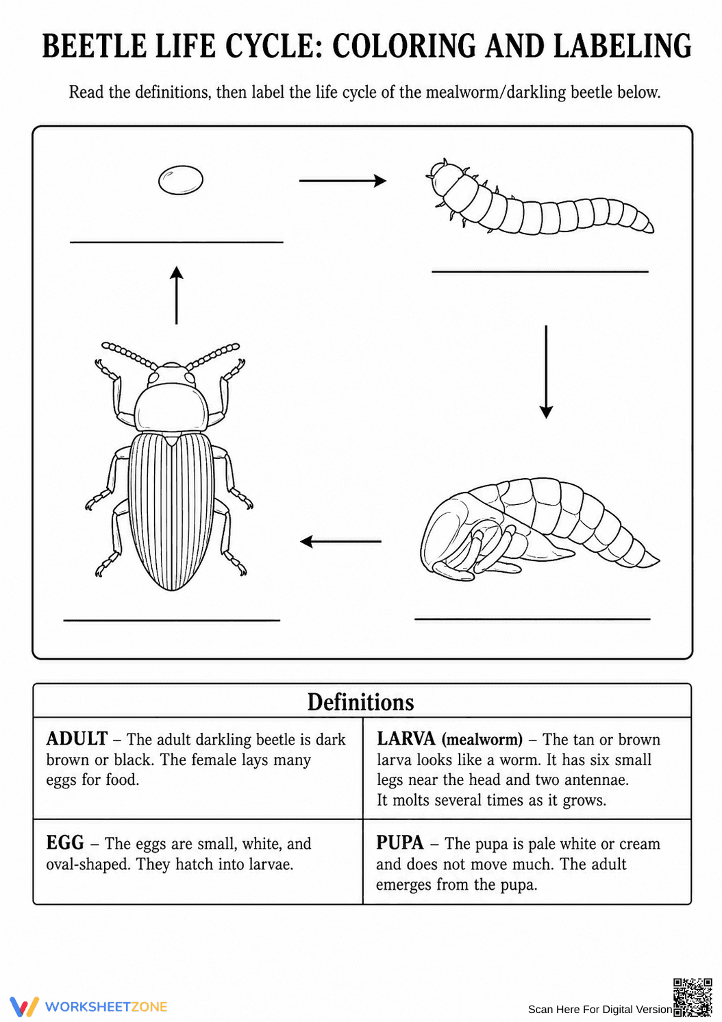Grade 3 Beetle Life Cycle — Printable No-Prep Worksheet - Page 1