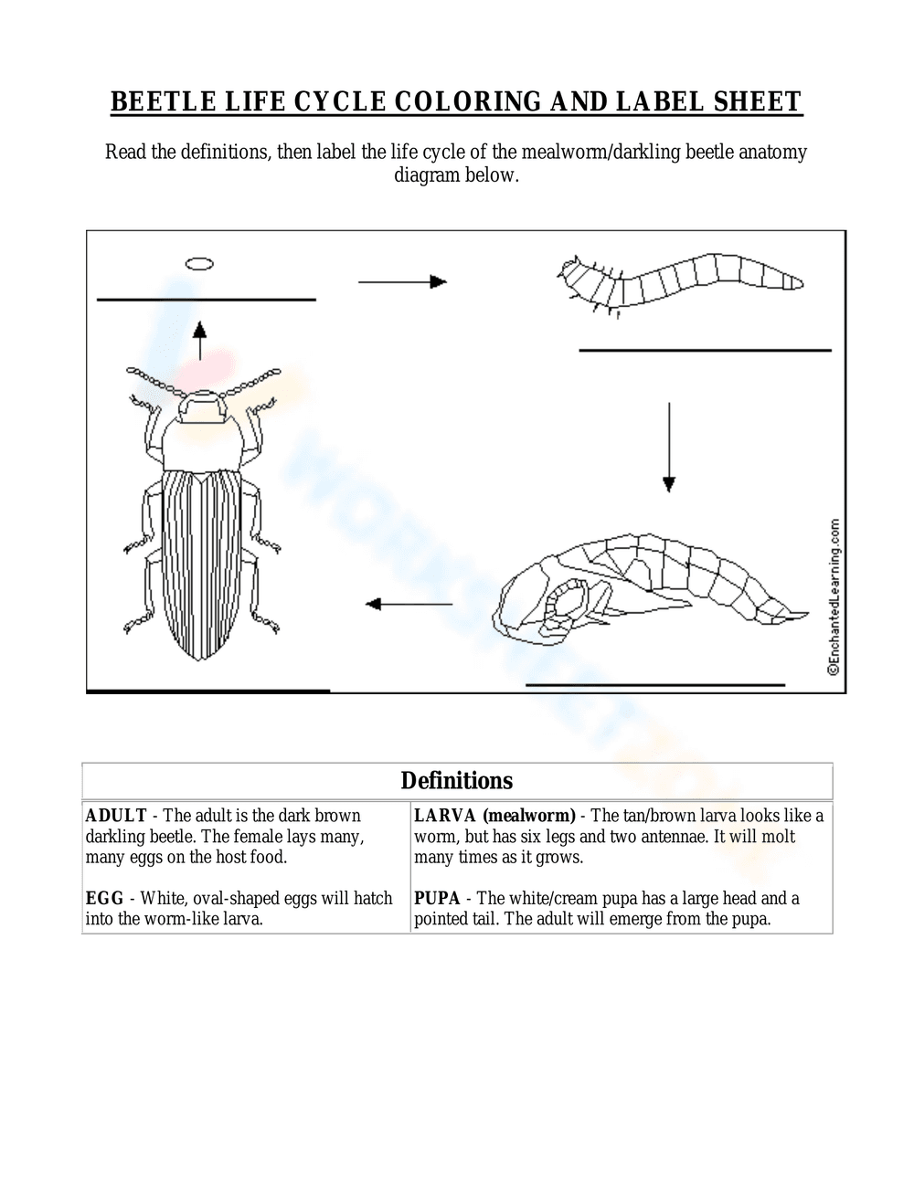 Beetle Life Cycle: Coloring and Labeling - Page 1