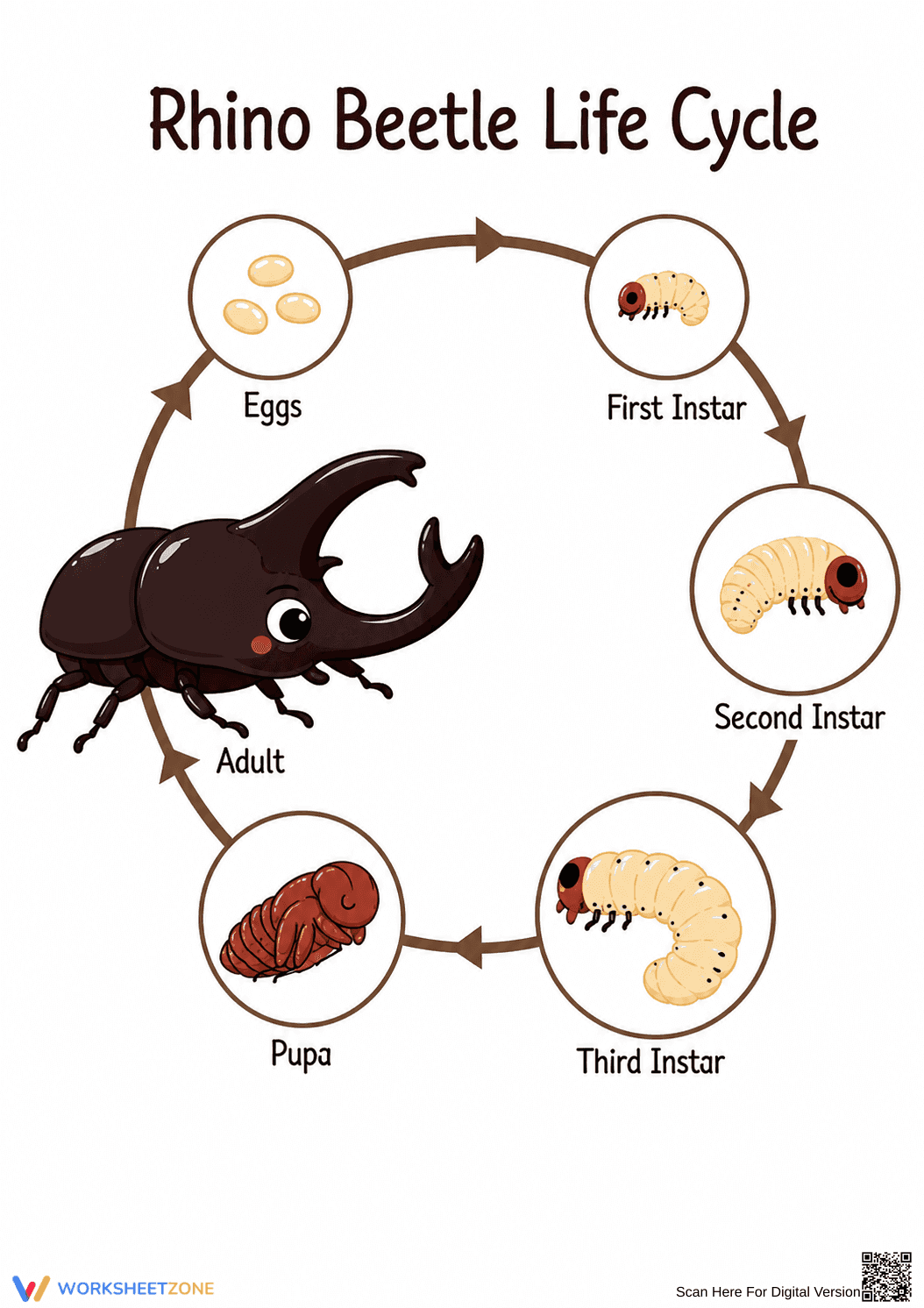 Rhino Beetle Life Cycle — Essential Grade 3 Science - Page 1