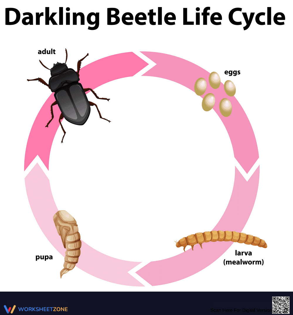 Darkling Beetle Life Cycle: Study Guide - Page 1