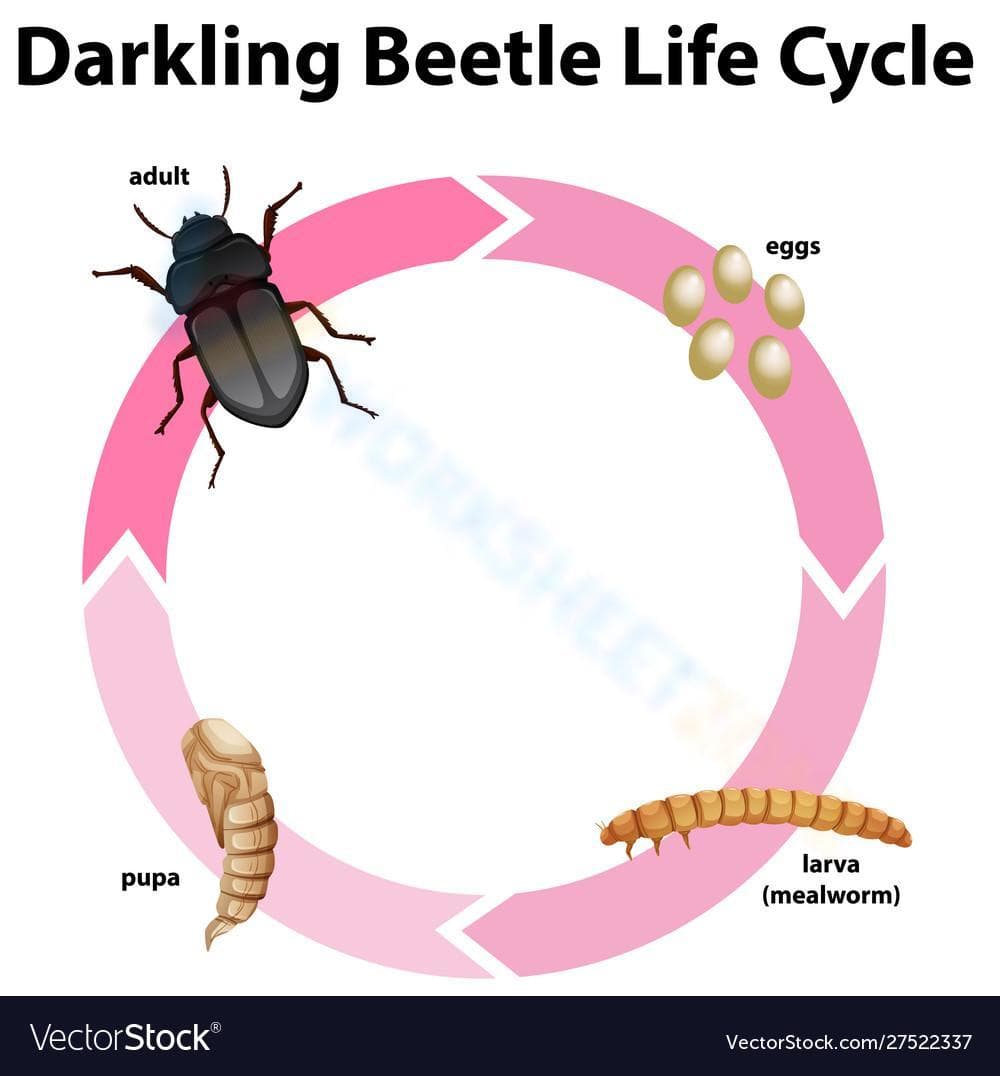 Darkling Beetle Life Cycle: Study Guide - Page 1