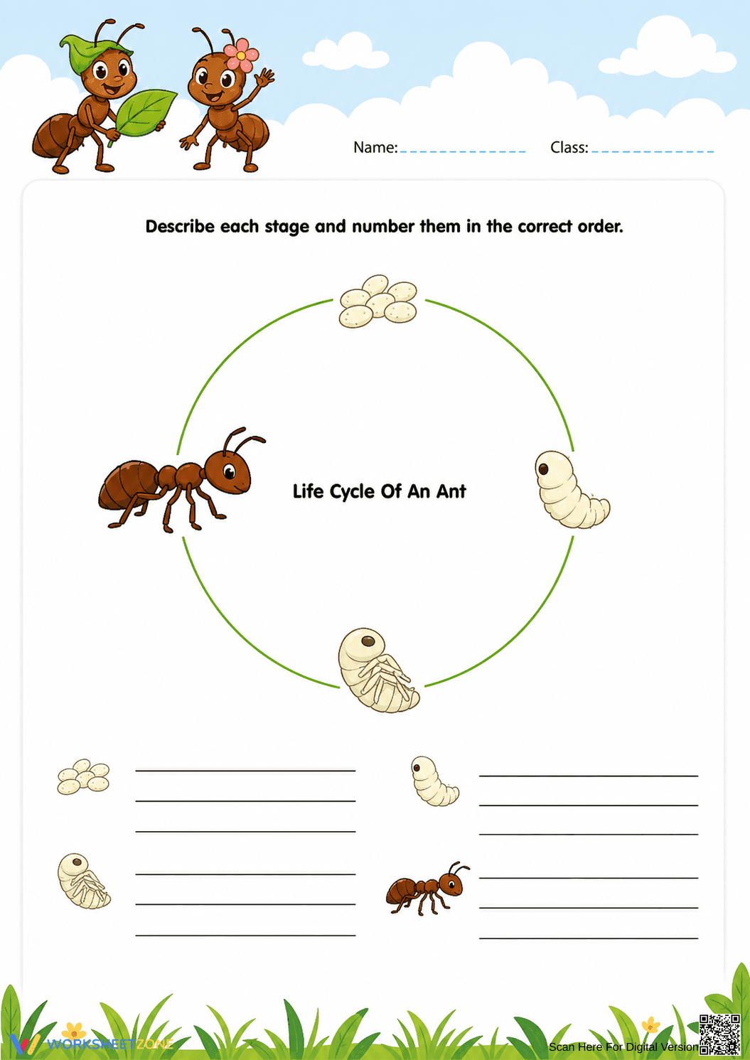 Grade 3 Ant Life Cycle — Printable No-Prep Worksheet - Page 1