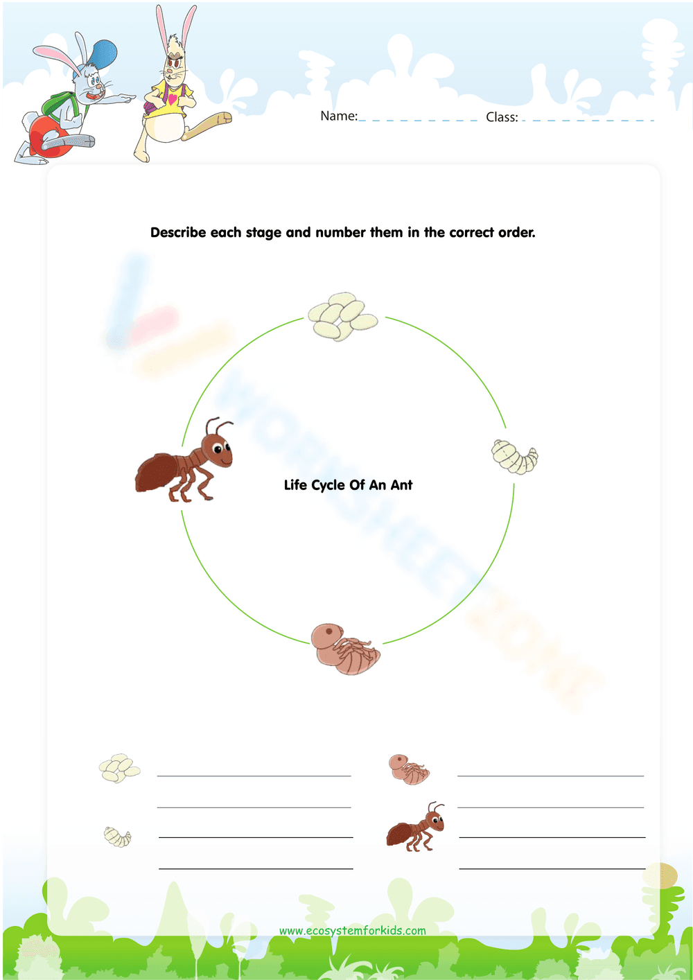 Explore the Ant Life Cycle - Page 1