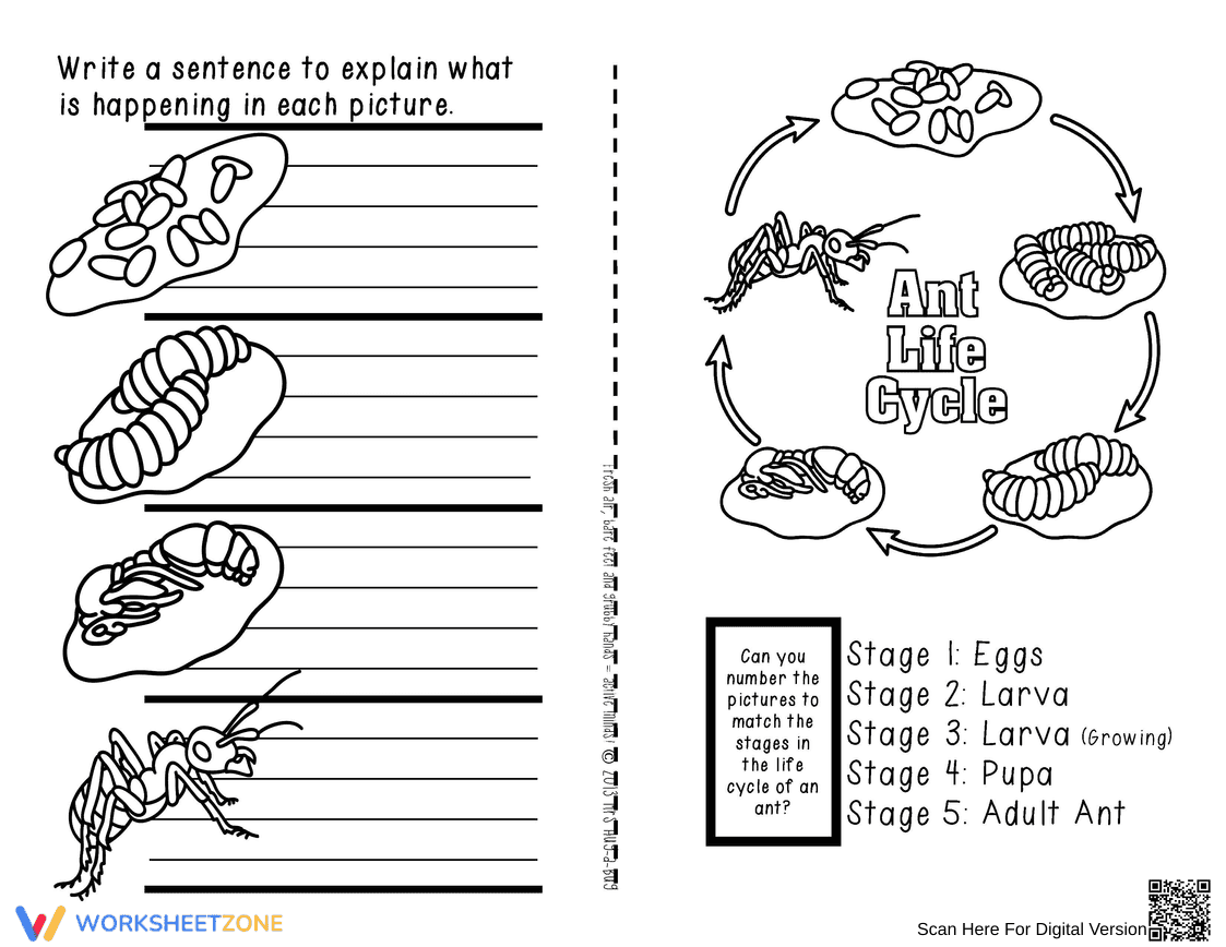 Ant Life Cycle: Stages of Development - Page 1