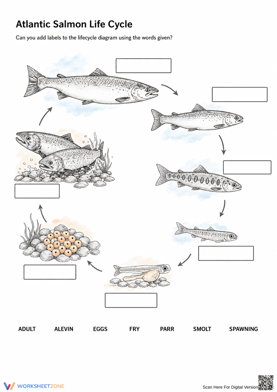 Essential Salmon Life Cycle Worksheet | Grade 3-5 Ready - Page 1