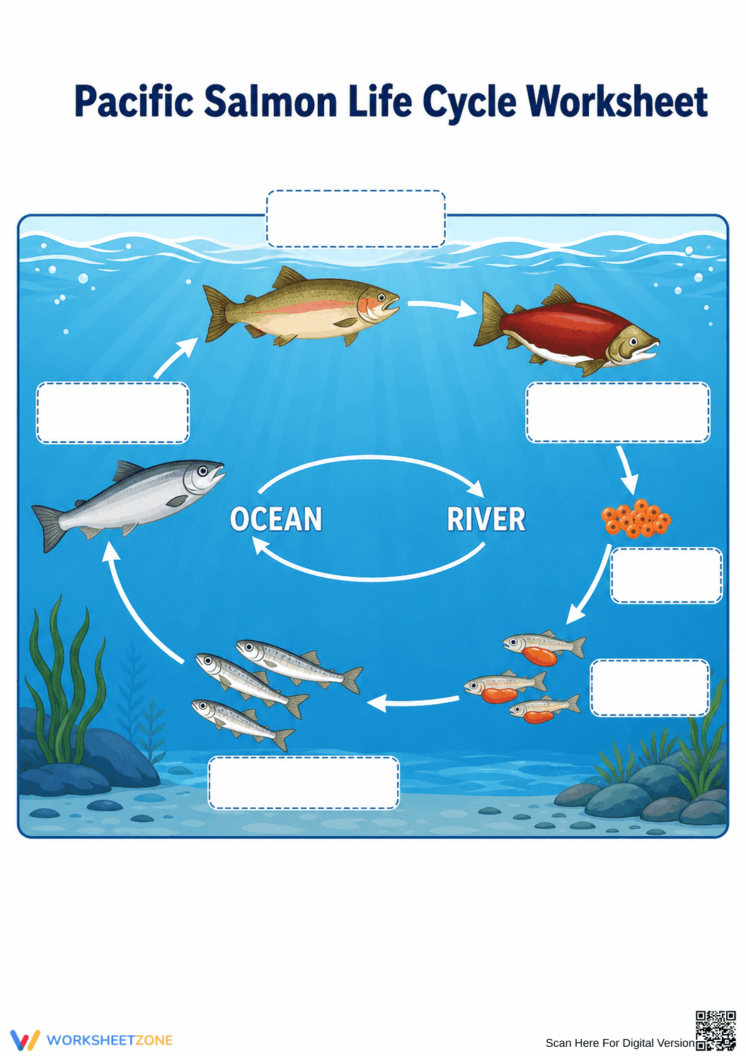 Pacific Salmon Life Cycle Worksheet | Essential Grade 3-5 - Page 1
