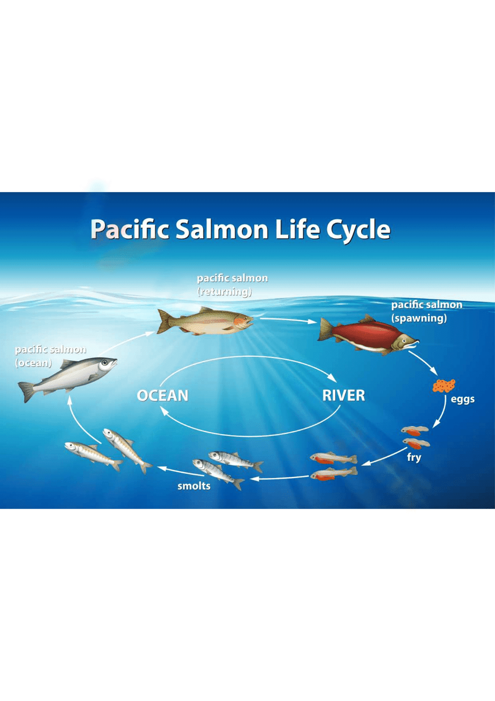 Pacific Salmon Life Cycle Worksheet - Page 1