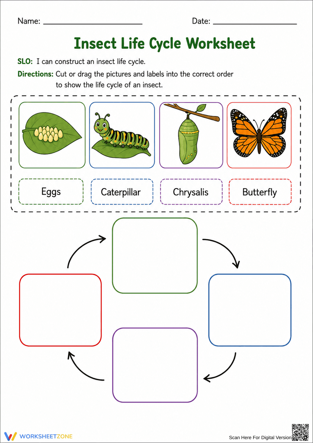 Essential Insect Life Cycle Worksheet | Grade 3 Science - Page 1