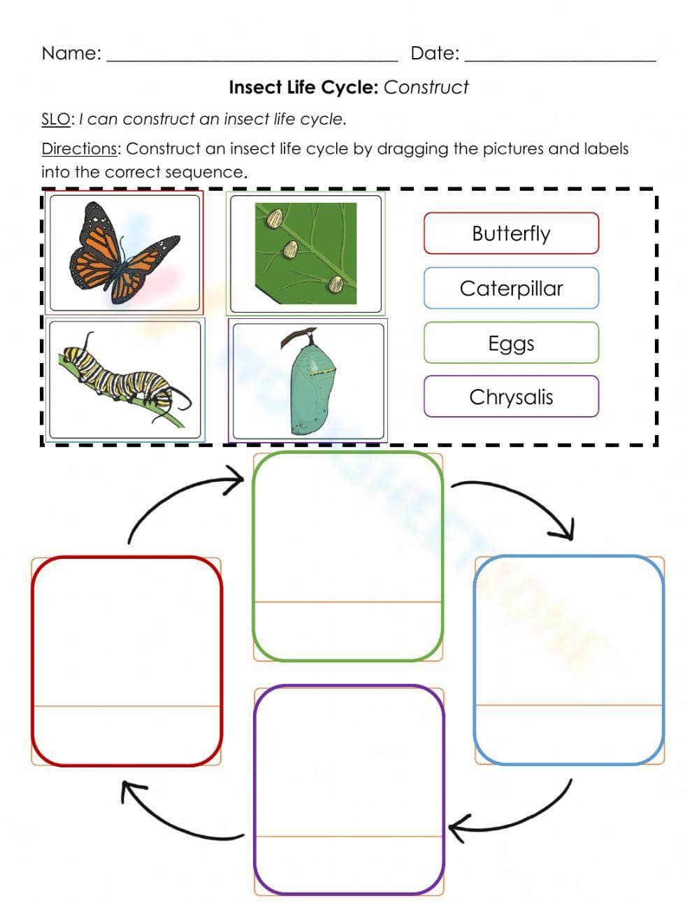 Insect Life Cycle Worksheet - Page 1