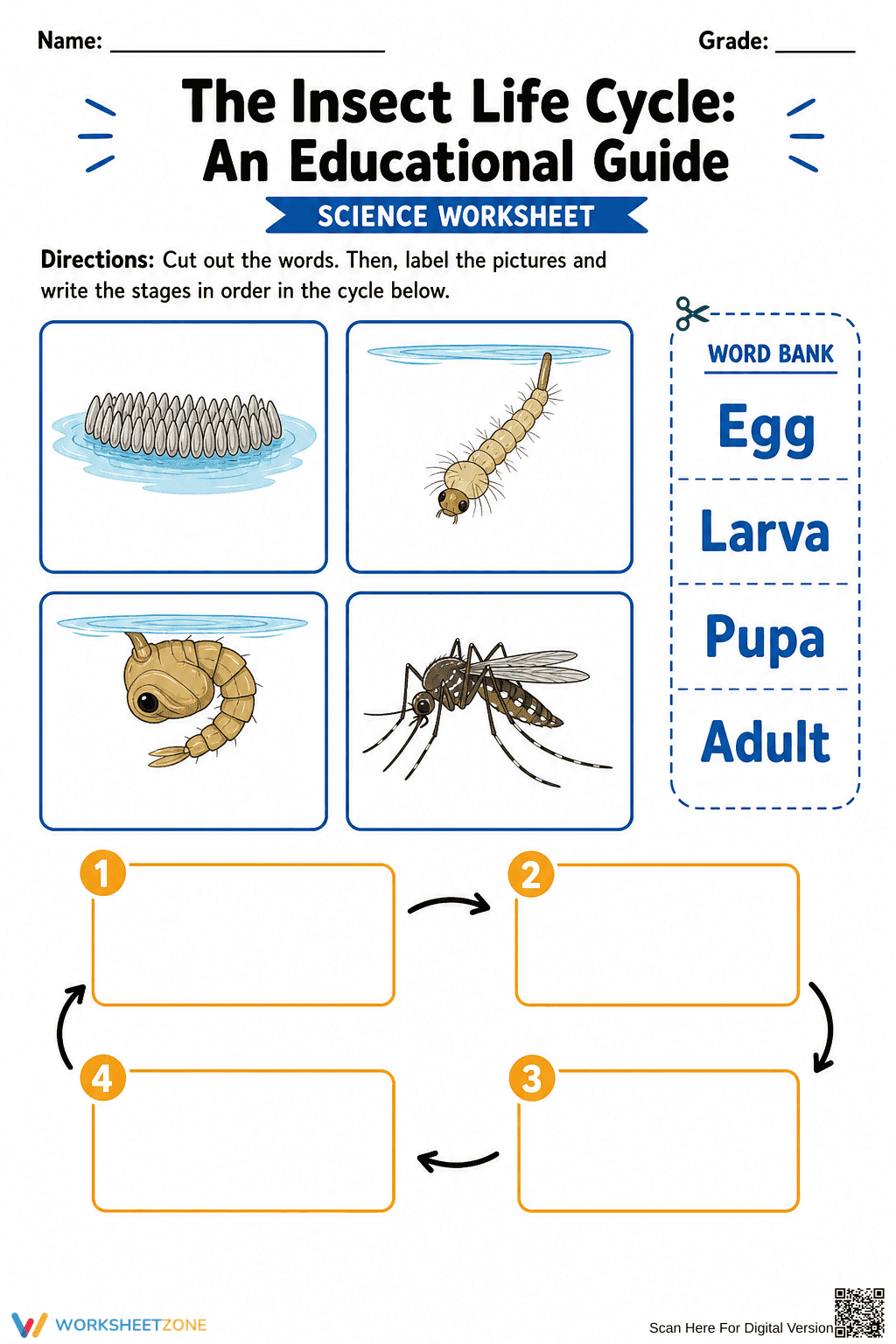 Grade 3 Insect Life Cycle — Printable No-Prep Worksheet - Page 1